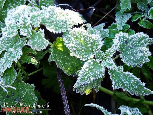 ЗАПОВЕДНЫЕ МЕСТА ЛЕСОПАРКА