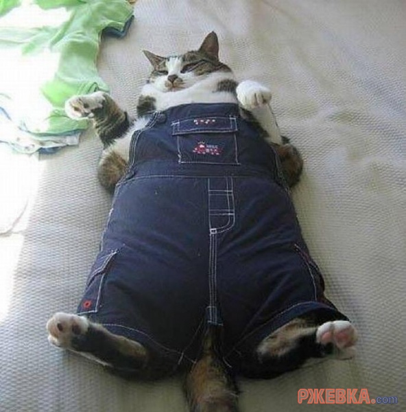 Коту одежка по размеру