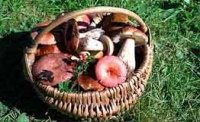 Собрать грибы и не отравиться: что должен знать каждый грибник