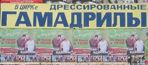 настоящие гамадрилы