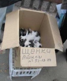 это щенки