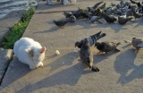кот пофигист