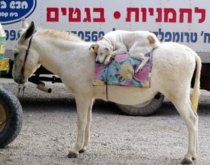 Прикольные катринки