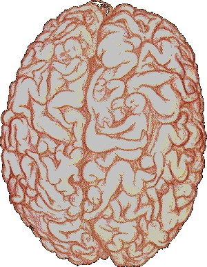 Мозг мужчины