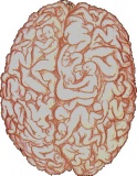 Мозг мужчины
