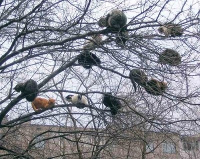 Урожайный год