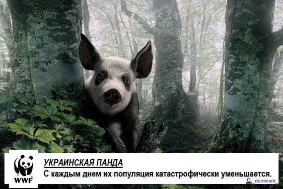 Украинская панда