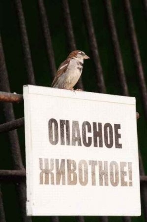 Прикольные надписи