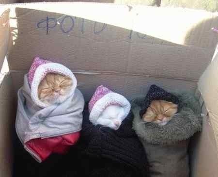 Прикольные котята