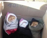 Прикольные котята