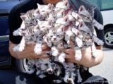 Букет котят