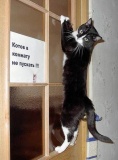 Котам нельзя