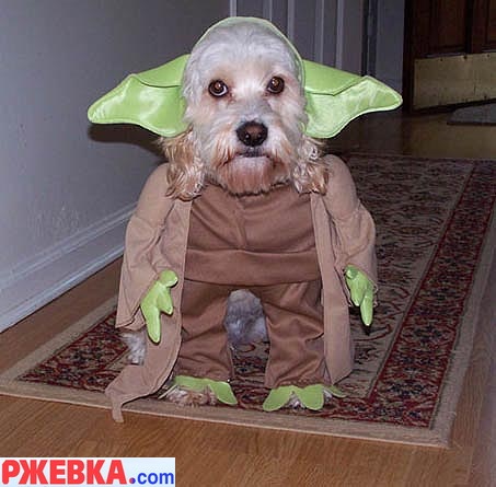 Прикольный костюмчик
