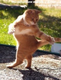 Танцующий кот