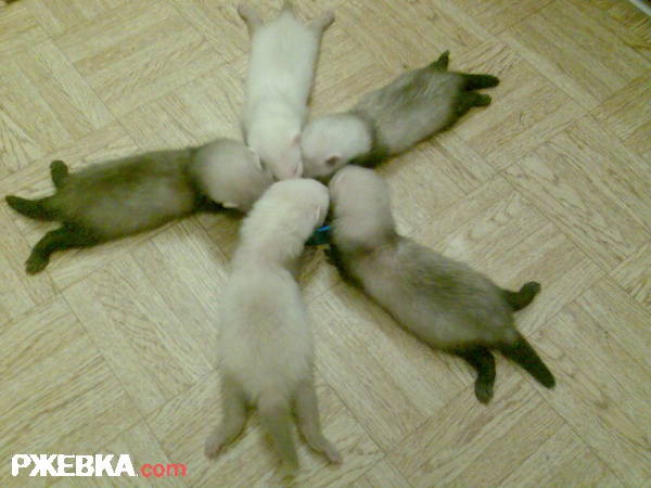 хорьки