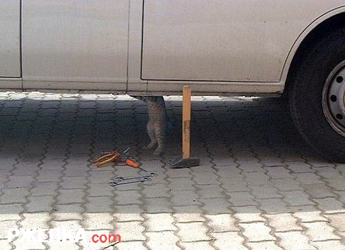 Кот автомеханик