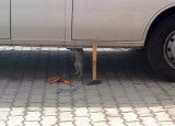 Кот автомеханик