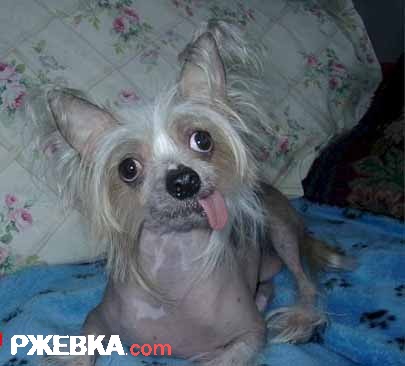 бугага