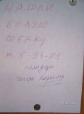 Нашли белую собаку