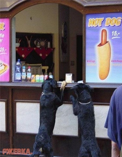 Hot dog
