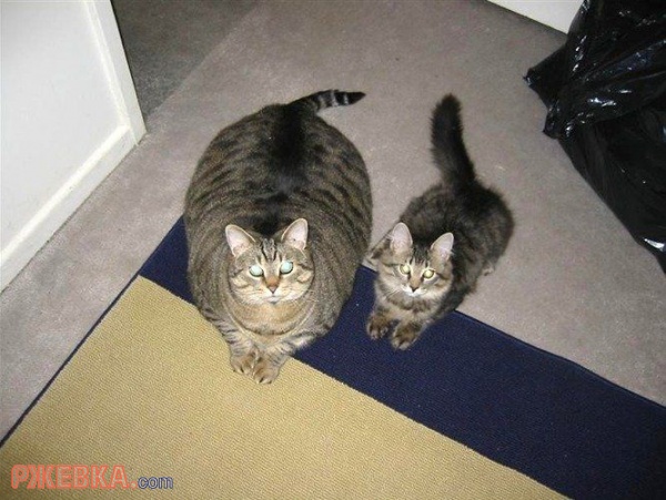 А ели из одной кормушки