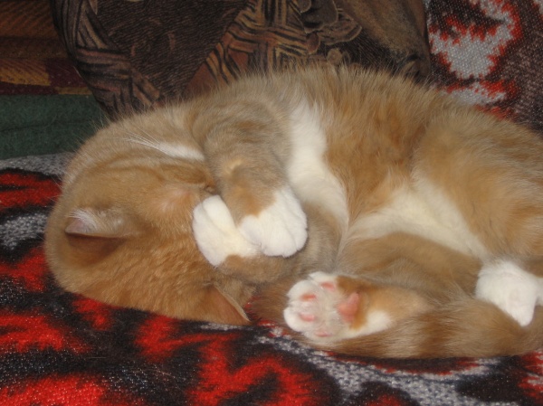 кошка Машка