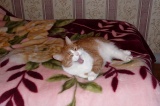 кот
