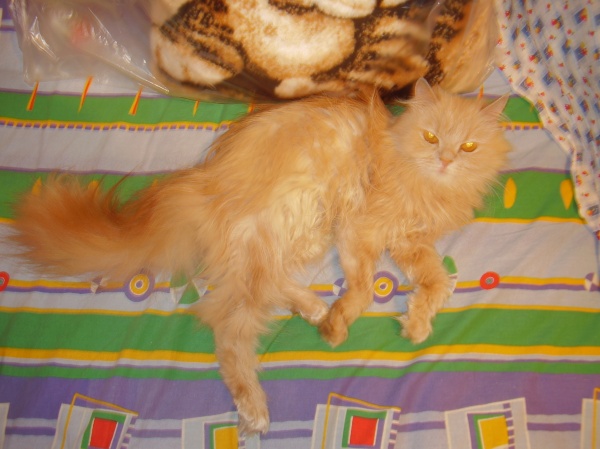 Кошка