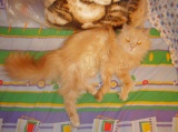 Кошка