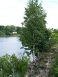 береза