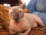 guffi
