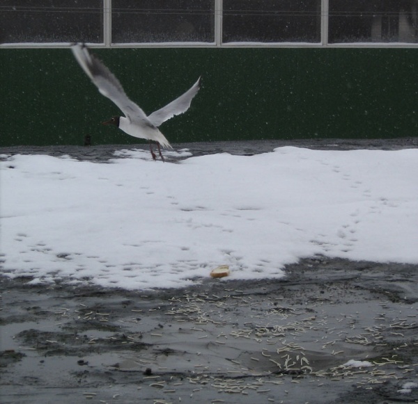 Городская чайка