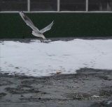 Городская чайка