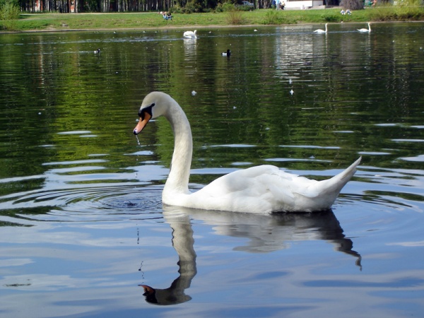 SWAN