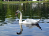 SWAN