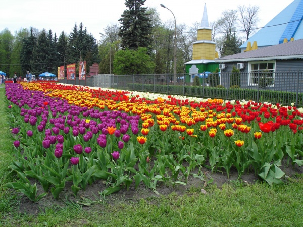 Tulips