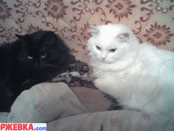 Парочка