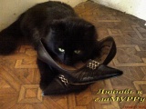 Мур.