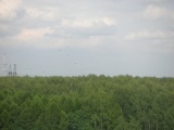 вороны