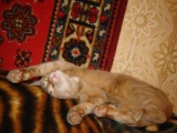 наш домашний хищник