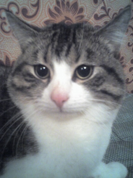 Purpur