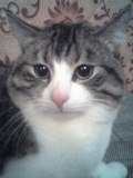 Purpur