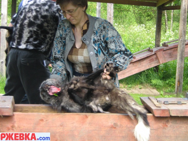 притравка