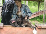 притравка