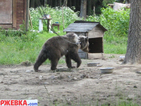 мишка