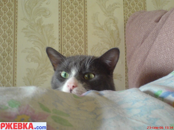 Кто там притаился???