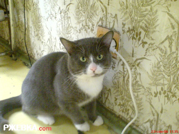 Котеныш