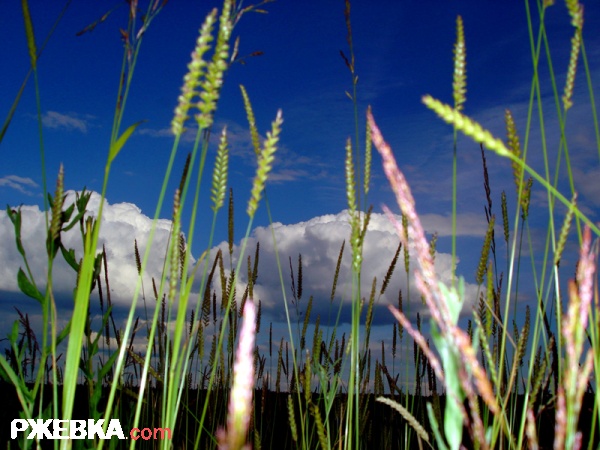 BigGrass