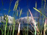BigGrass