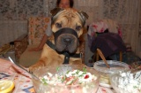 Голодный собак!